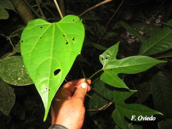 Fevillea cordifolia (Cabalonga)