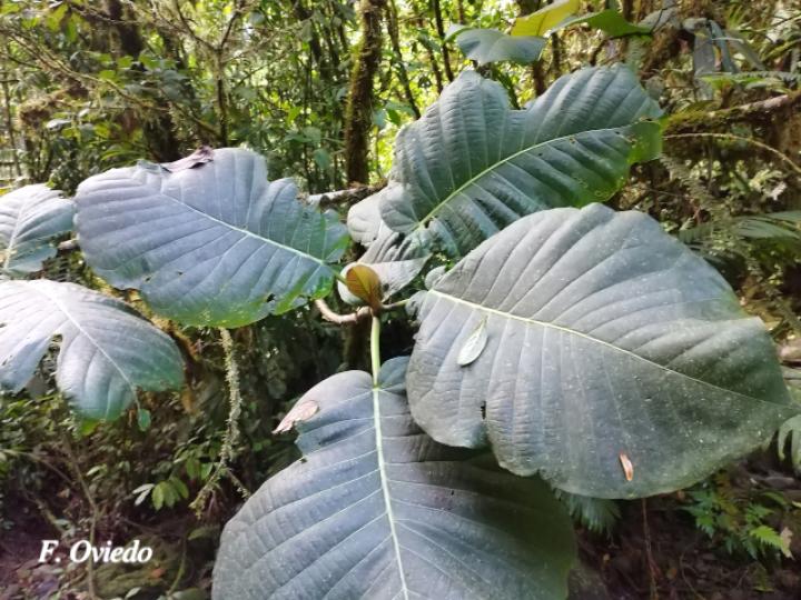 Ficus nymphaeifolia (Higuerón)