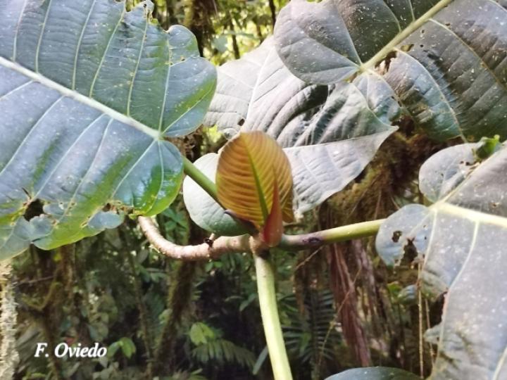 Ficus nymphaeifolia (Higuerón)