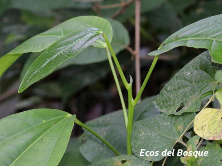Hernandia stenura (Chayotillo, Zopilote)