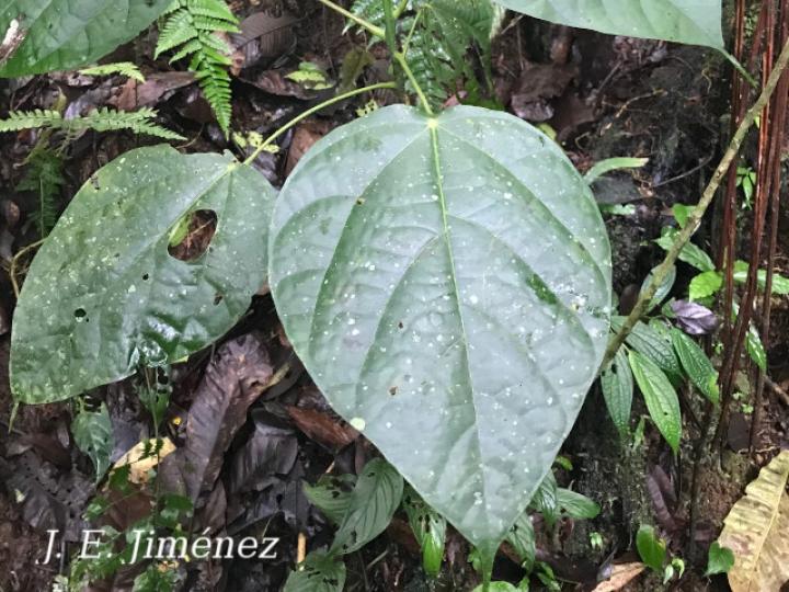 Hernandia stenura (Chayotillo, Zopilote)