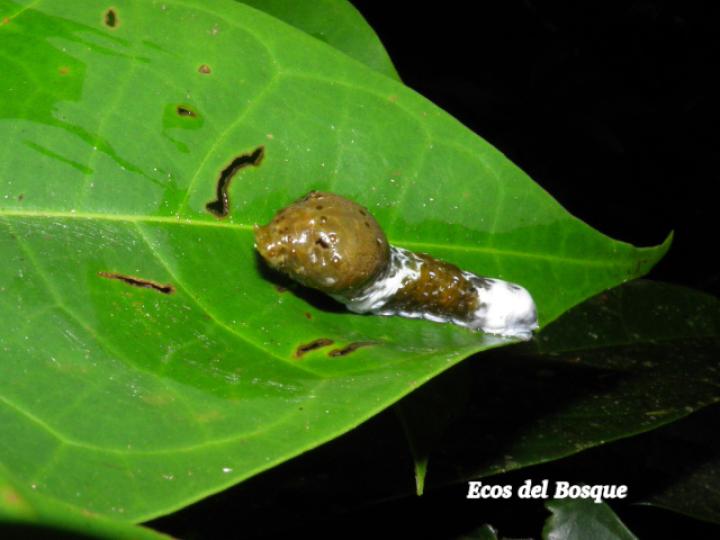 Hernandia stenura (Chayotillo, Zopilote)