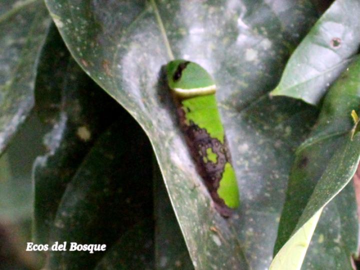 Hernandia stenura (Chayotillo, Zopilote)