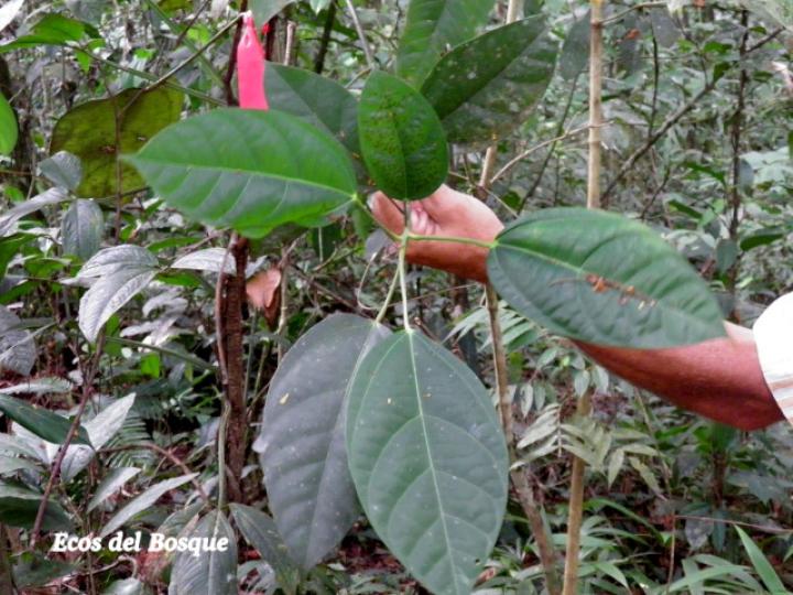 Hernandia stenura (Chayotillo, Zopilote)