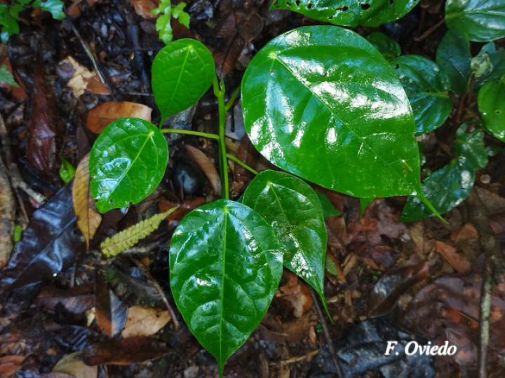 Hernandia stenura (Chayotillo, Zopilote)