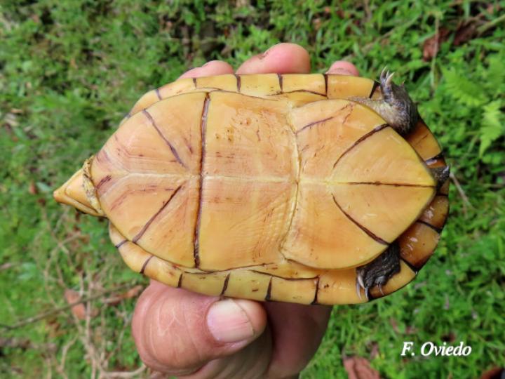 Kinosternon leucostomum (Tortuga de pantano)
