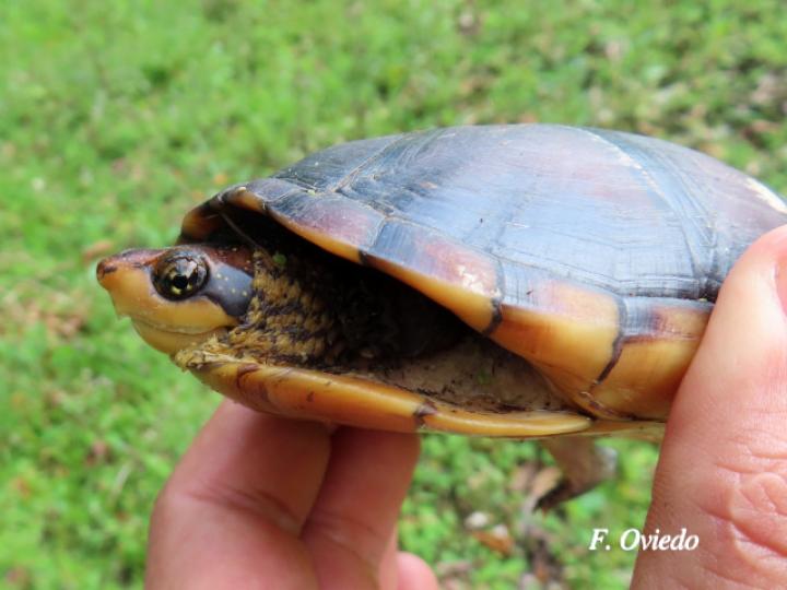 Kinosternon leucostomum (Tortuga de pantano)