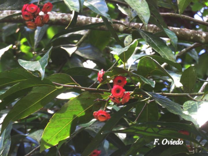 Licaria misantlae