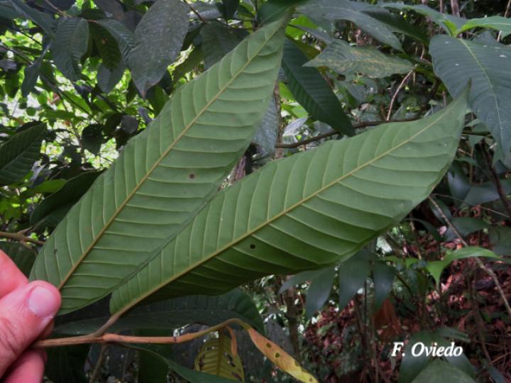 Marila pluricostata (Camarón)