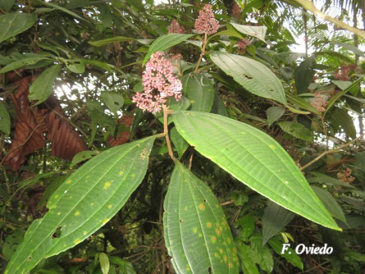 Miconia ligulata