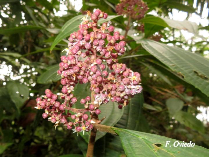 Miconia ligulata