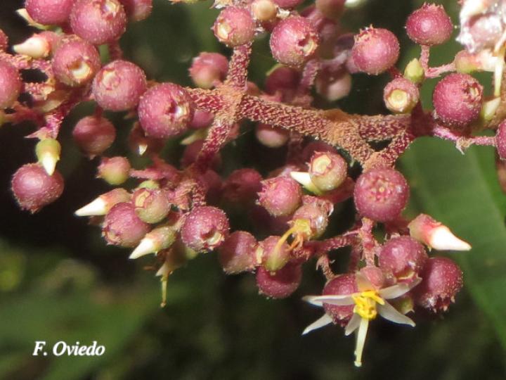Miconia ligulata