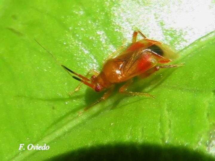 Miridae Sp