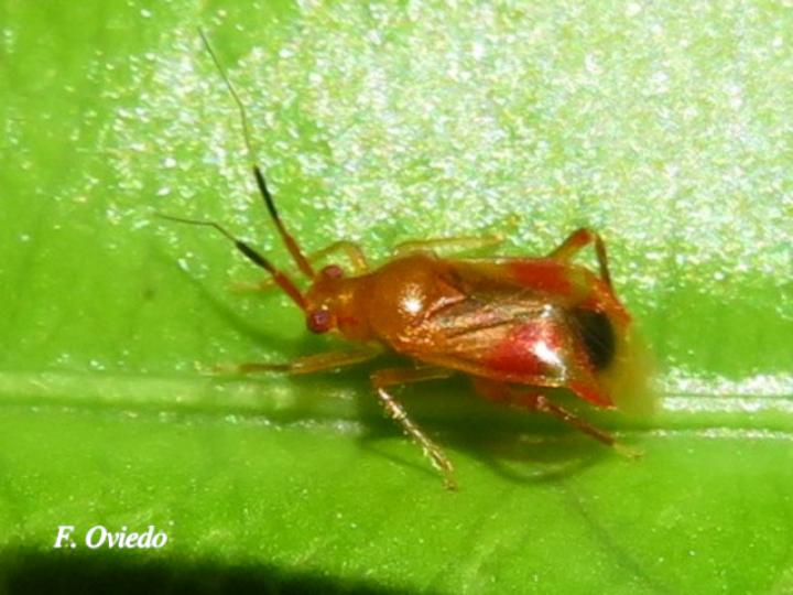 Miridae Sp