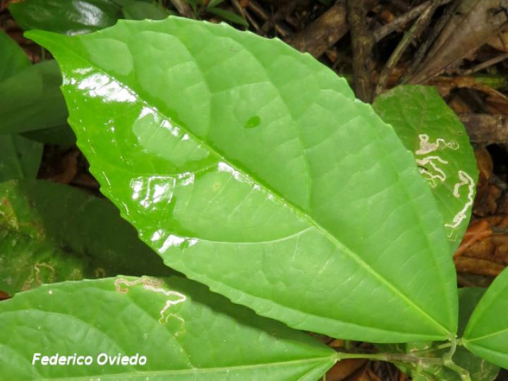 Pleuranthodendron lindenii (Hojancha, Huesillo)