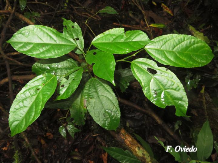 Pleuranthodendron lindenii (Hojancha, Huesillo)