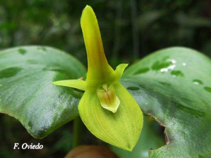 Pleurothallis cardiothallis