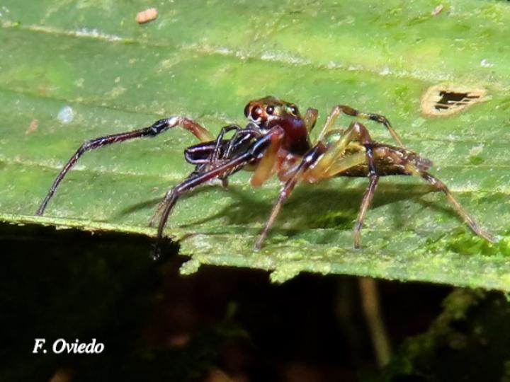 Especie salticidae 05 (Araña saltarina)
