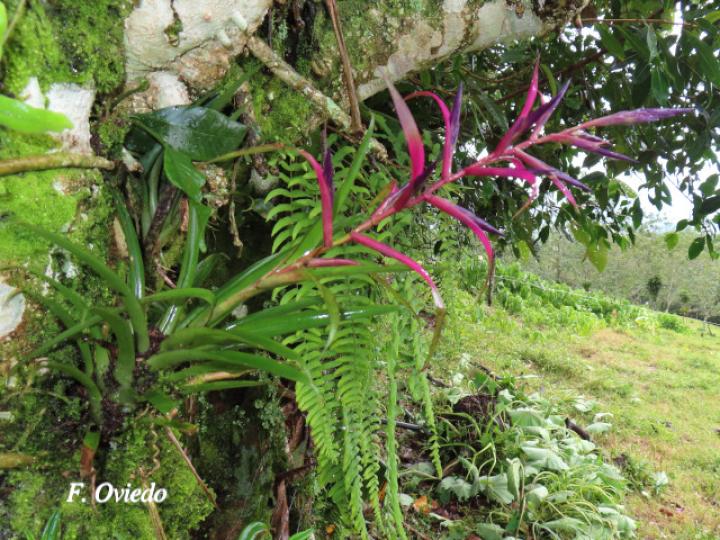 Tillandsia leiboldiana