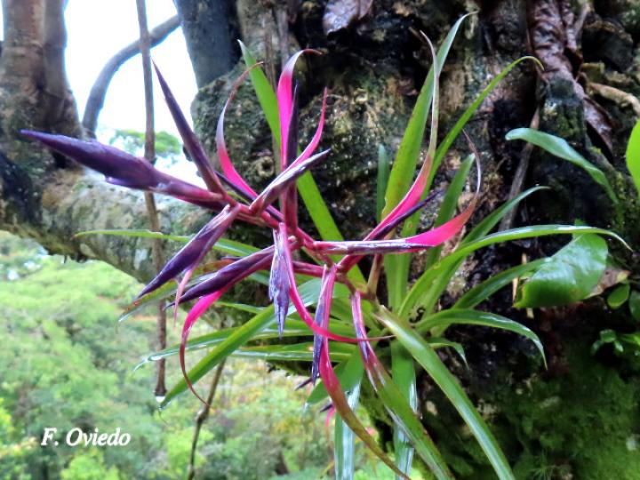 Tillandsia leiboldiana
