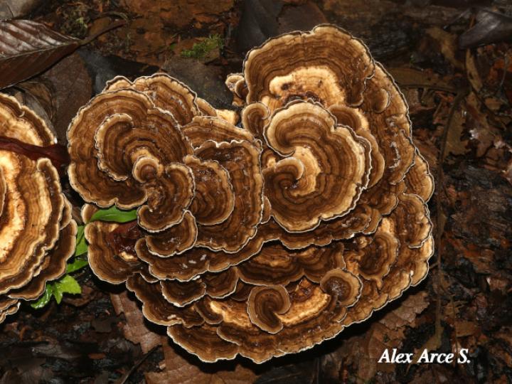 Trametes elegans