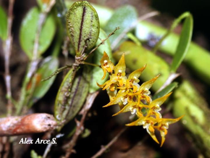 Trichosalpinx dura
