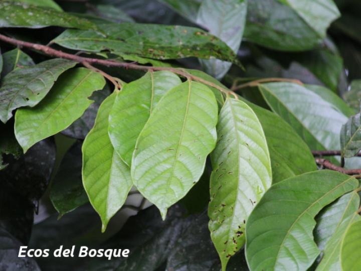 Unonopsis pittieri (Yayo)