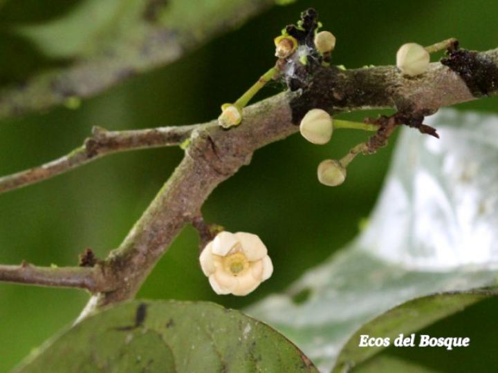 Unonopsis pittieri (Yayo)