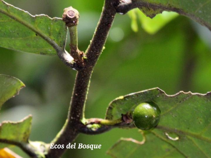 Unonopsis pittieri (Yayo)