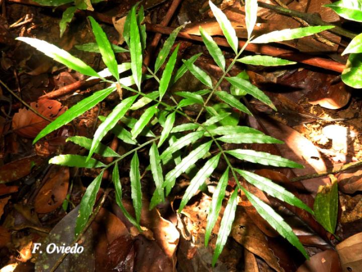 Vouarana anomala (Areno)