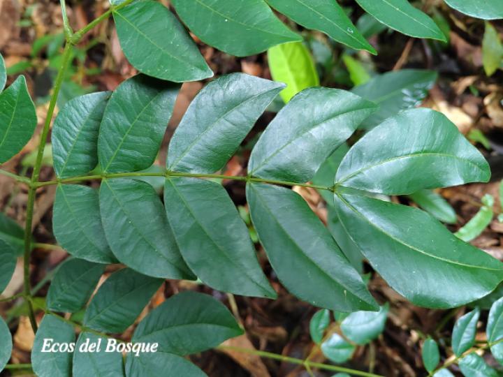 Abarema adenophora (Ojo de gringo)
