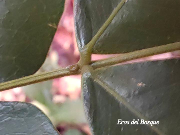 Abarema adenophora (Ojo de gringo)