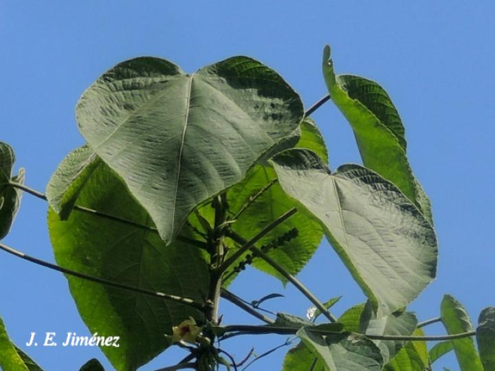 Acalypha macrostachya (Falsa ortiga)
