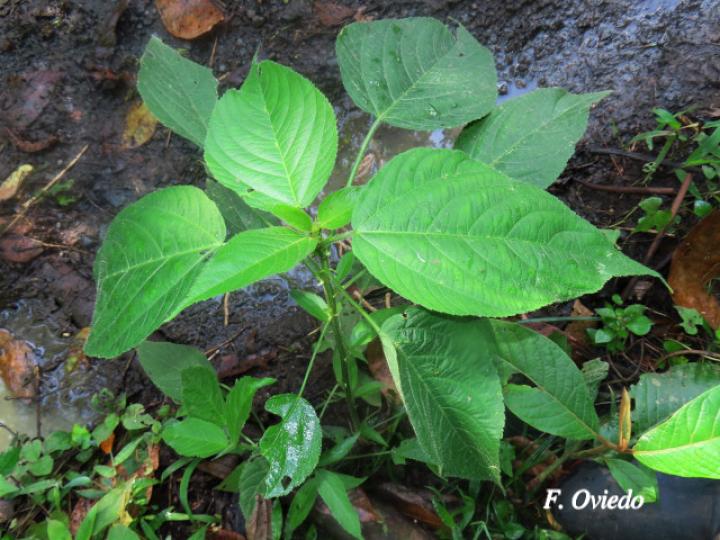 Acalypha macrostachya (Falsa ortiga)