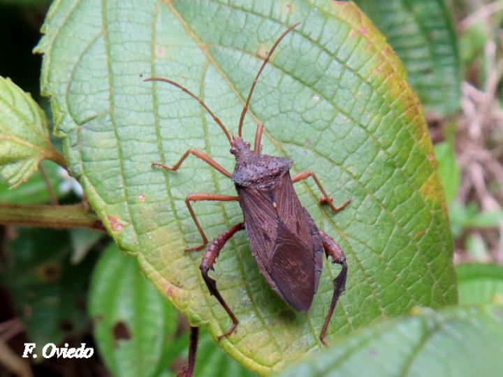 Acanthocephala bicoloripes