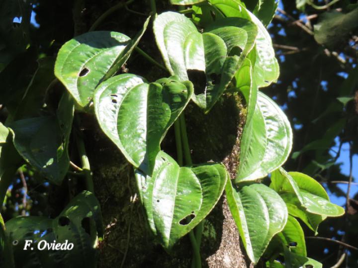 Adelobotrys adscendens
