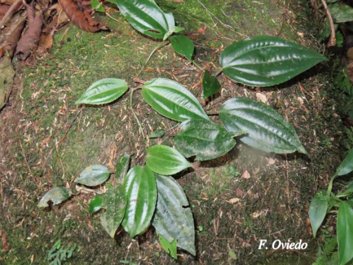 Adelobotrys adscendens