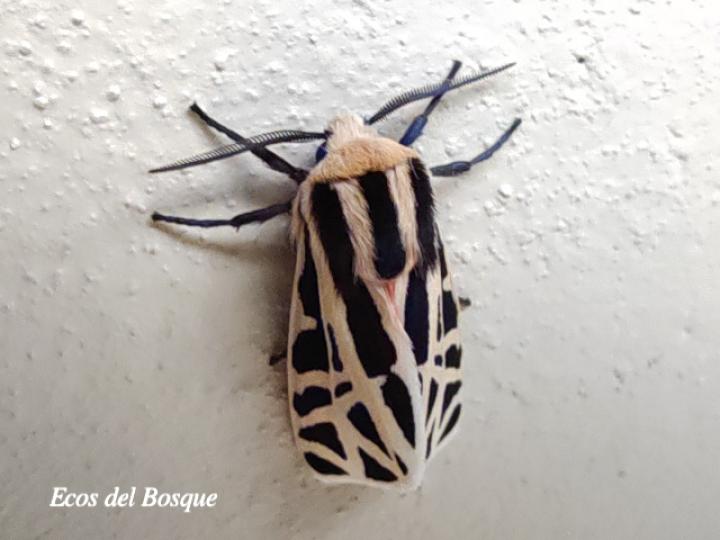 Apantesis proxima (Polilla tigre mexicana)