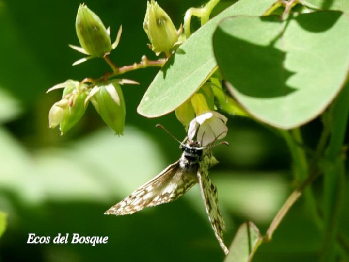 Burnsius oileus (Saltarina a cuadros tropical)