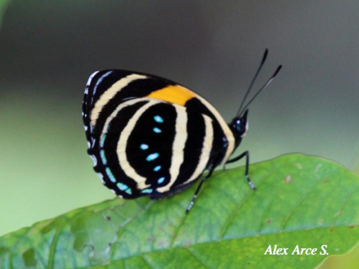 Callicore lyca aerias