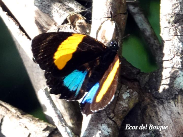 Callicore lyca aerias