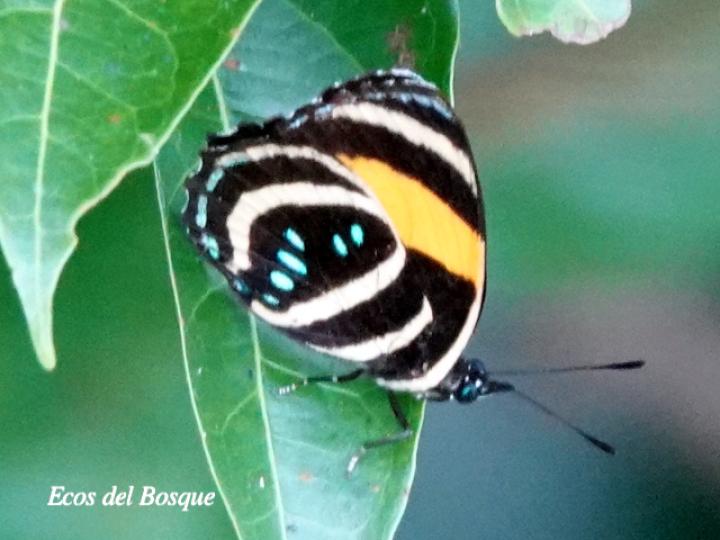 Callicore lyca aerias