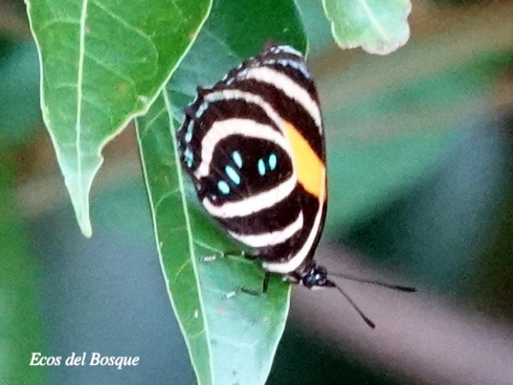 Callicore lyca aerias