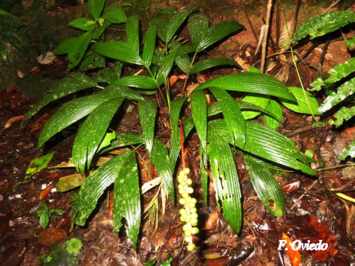 Calyptrogyne ghiesbreghtiana (Coligallo, suita)