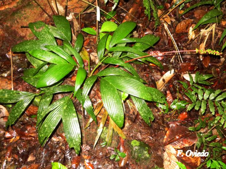 Calyptrogyne ghiesbreghtiana (Coligallo, suita)