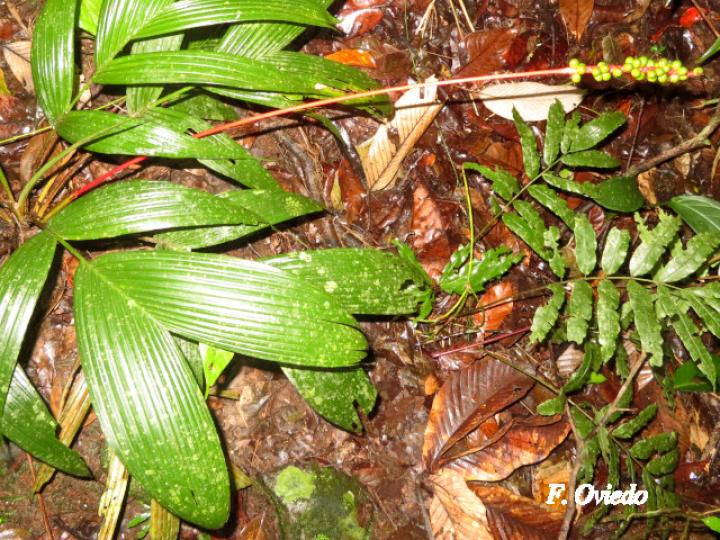 Calyptrogyne ghiesbreghtiana (Coligallo, suita)