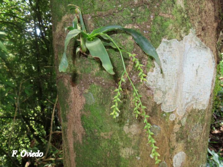 Catopsis sessiliflora