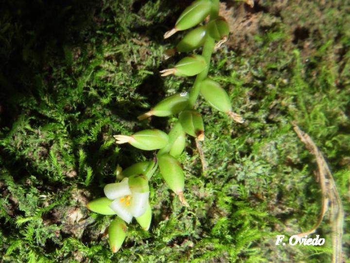 Catopsis sessiliflora