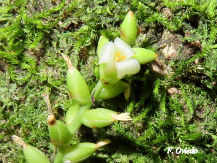 Catopsis sessiliflora