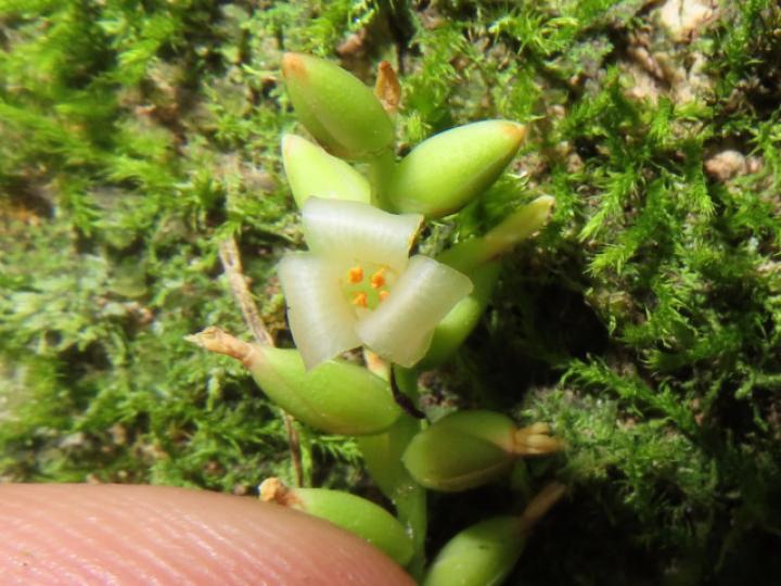 Catopsis sessiliflora